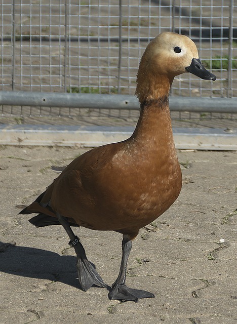 每一届女足